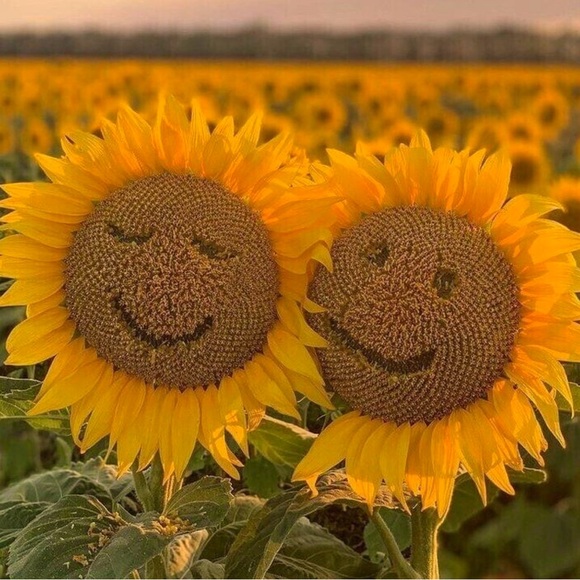 Meet your Posher, Vincent - Picture 1 of 1